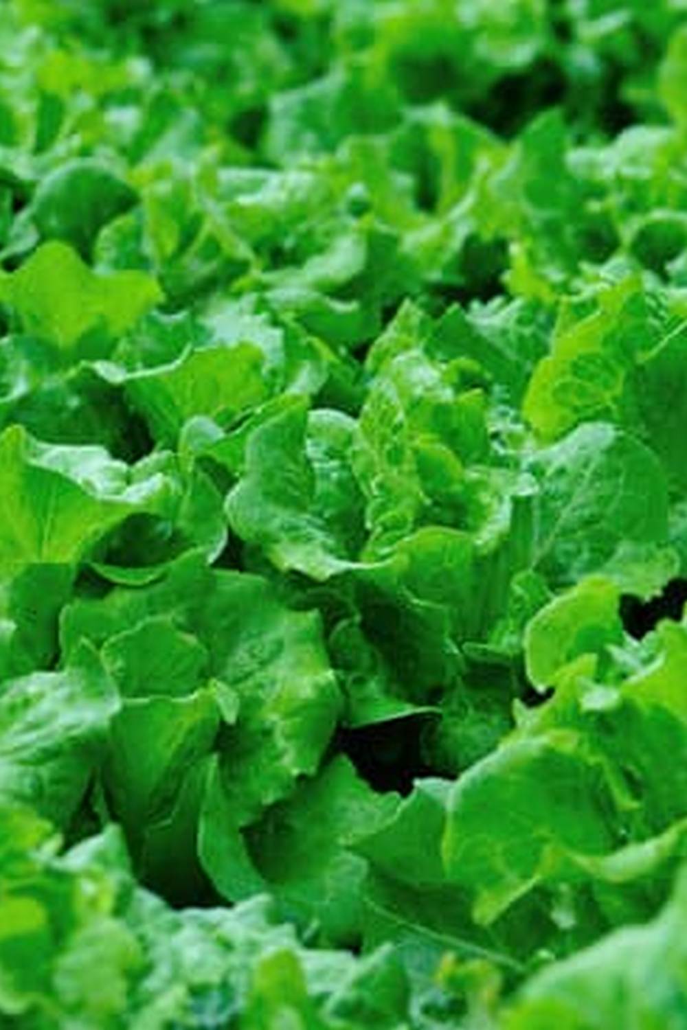 The ultimate guide to vegetable gardening in 'Vegetable Gardener's Bible' Chapter 1