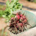 Electric Fence Installers for Vegetable Gardens in Severn Md Keeping your crops safe and secure