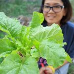 Expert advice on successful raised bed gardening techniques for bountiful vegetable harvests