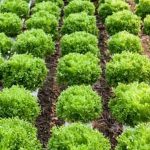 pests, diseases, and prevention tips