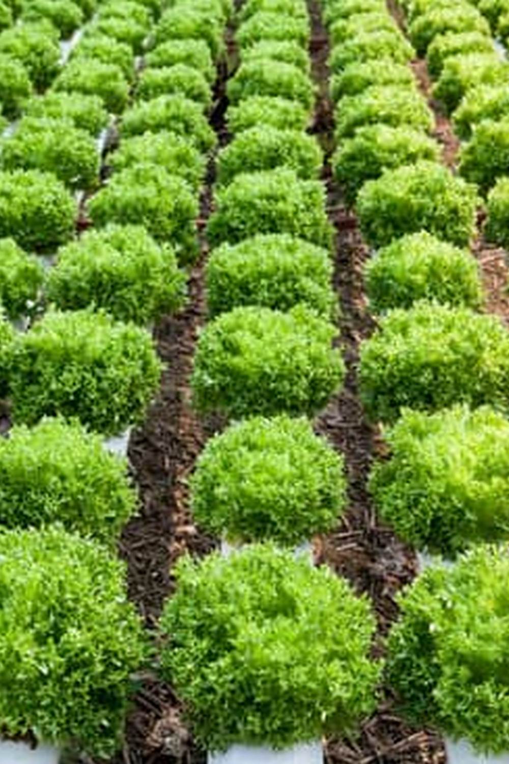 pests, diseases, and prevention tips