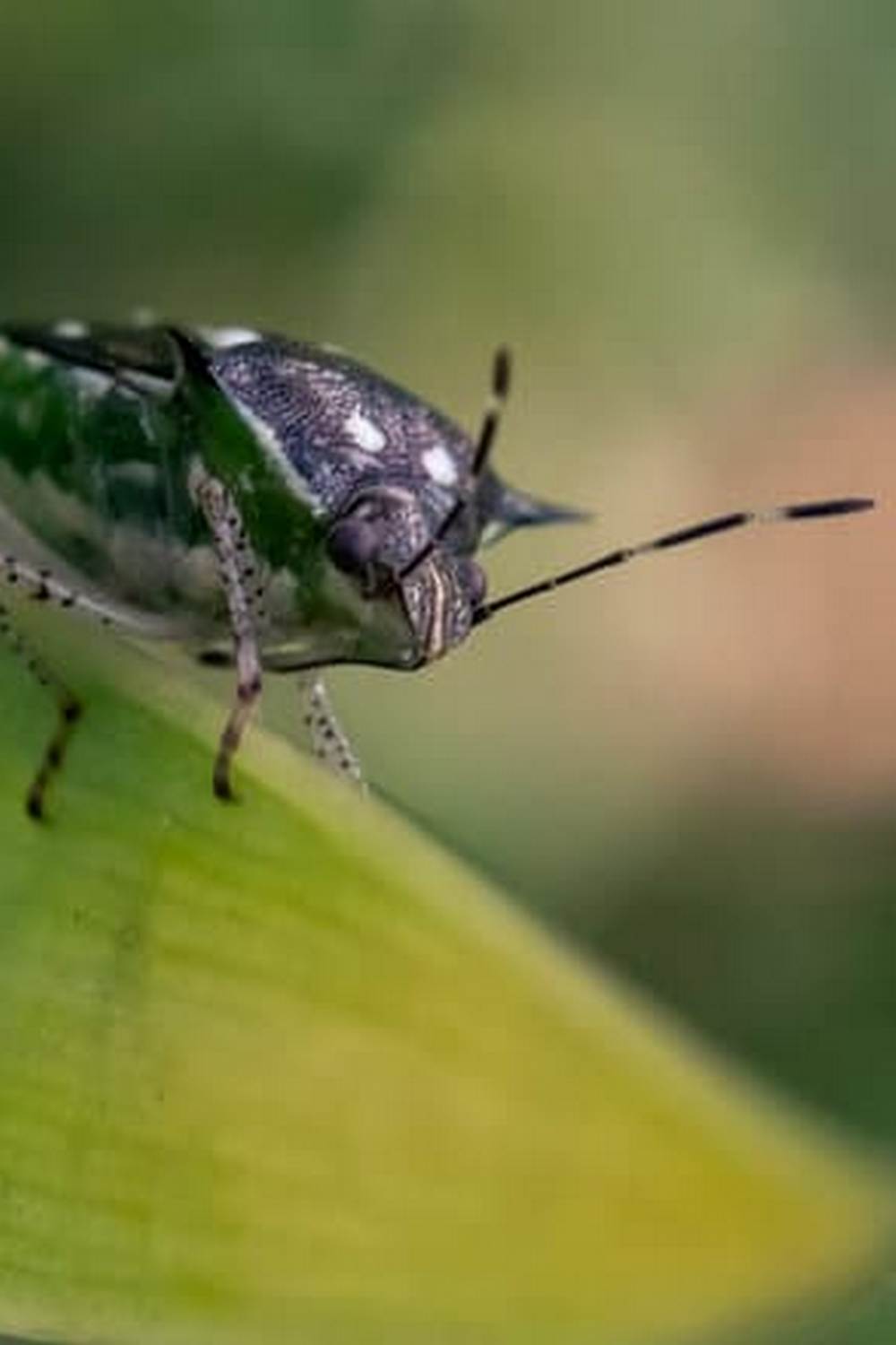 a comprehensive guide for city dwellers