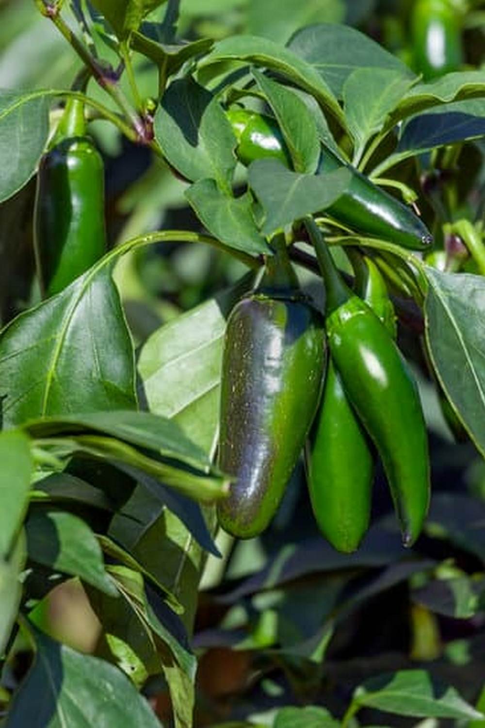 Essential vegetable gardening tips for Indian beginners - grow your own produce efficiently