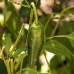Explore innovative commercial vertical indoor vegetable gardens in Denver for sustainable urban agriculture solutions