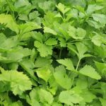 Vegetable gardener Christine from Rhode Island showcasing her bountiful produce