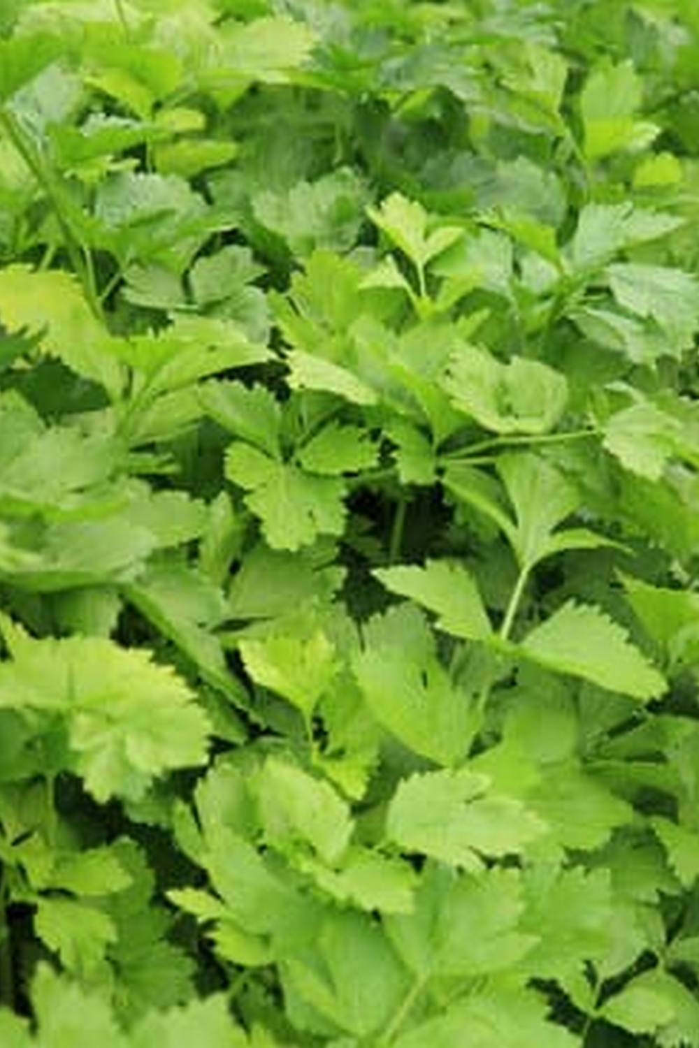 Vegetable gardener Christine from Rhode Island showcasing her bountiful produce