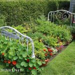 Colorful and fun vegetable gardening activities for kids to learn and explore nature