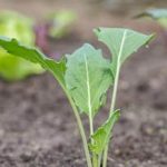 The Creative Vegetable Gardener sharing tips, tricks, and beautiful gardens