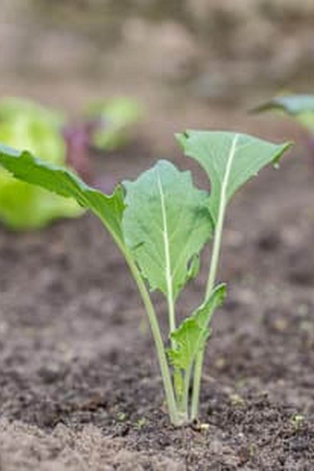 The Creative Vegetable Gardener sharing tips, tricks, and beautiful gardens