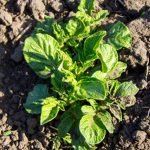 Step-by-step guide to vegetable gardening in Florida for beginners - a must-have for green thumbs