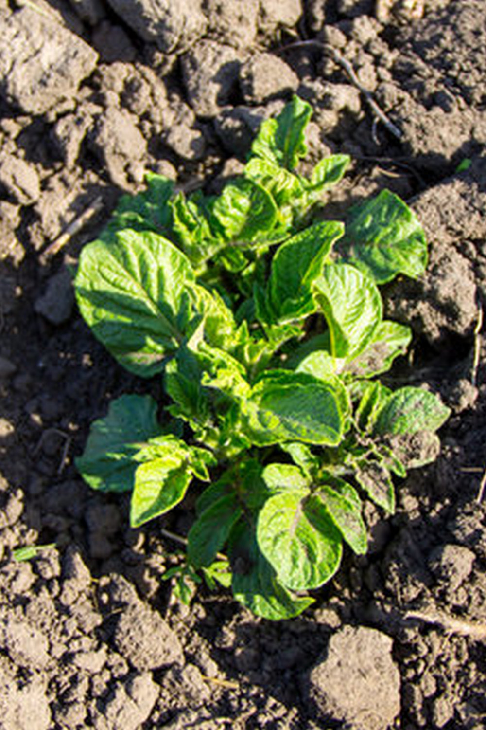 Step-by-step guide to vegetable gardening in Florida for beginners - a must-have for green thumbs