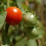 Successful high altitude vegetable gardening techniques in Colorado for thriving produce and vibrant colors