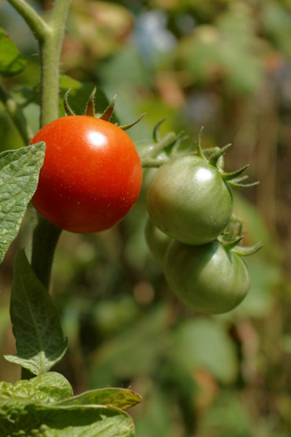 Successful high altitude vegetable gardening techniques in Colorado for thriving produce and vibrant colors
