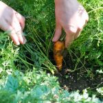 Vibrant organic vegetable garden tips for South Mississippi residents - boost your harvest today