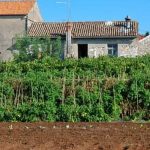 Durable and versatile gardening pots for vegetables perfect for your home garden