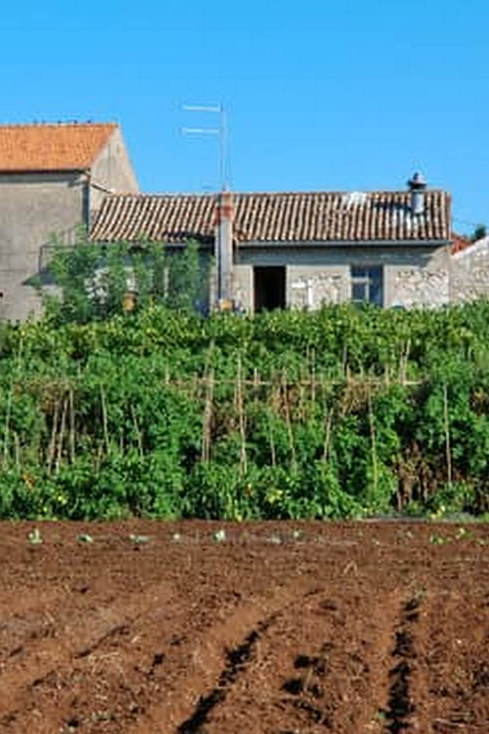 Durable and versatile gardening pots for vegetables perfect for your home garden