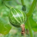 Improves soil fertility and deters pests naturally