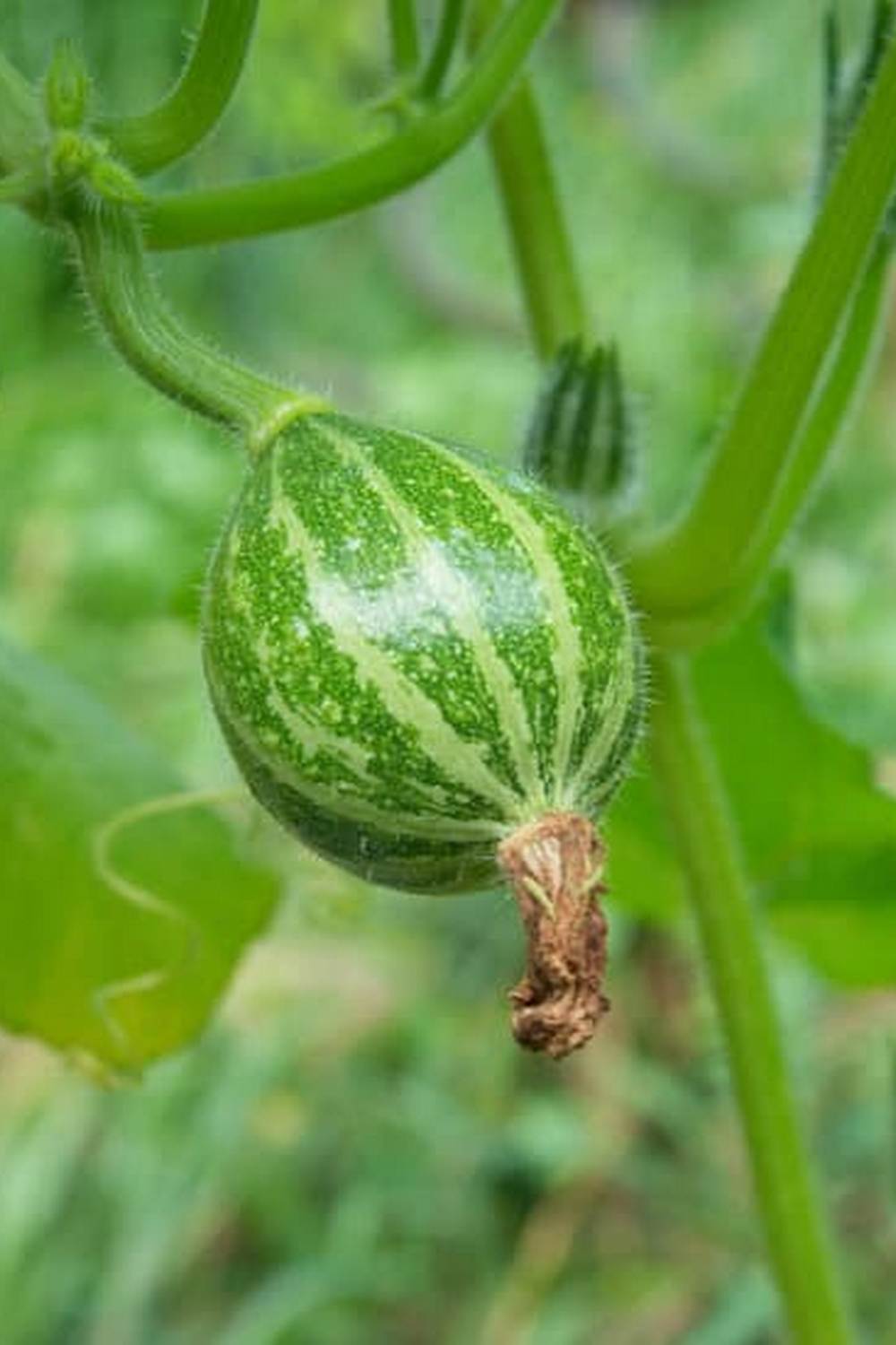 Improves soil fertility and deters pests naturally