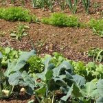 Explore Zone 7 Fall Vegetable Gardening in Mountainous Regions for a Bountiful Harvest