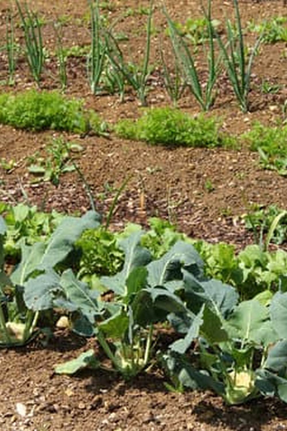 Explore Zone 7 Fall Vegetable Gardening in Mountainous Regions for a Bountiful Harvest