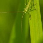 Creative solutions for vegetable gardening in limited areas using container gardening techniques