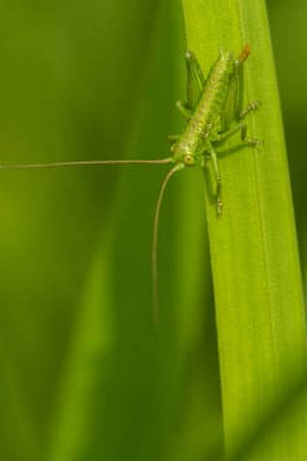 Creative solutions for vegetable gardening in limited areas using container gardening techniques