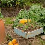 Curious raccoons exploring vegetable gardens
