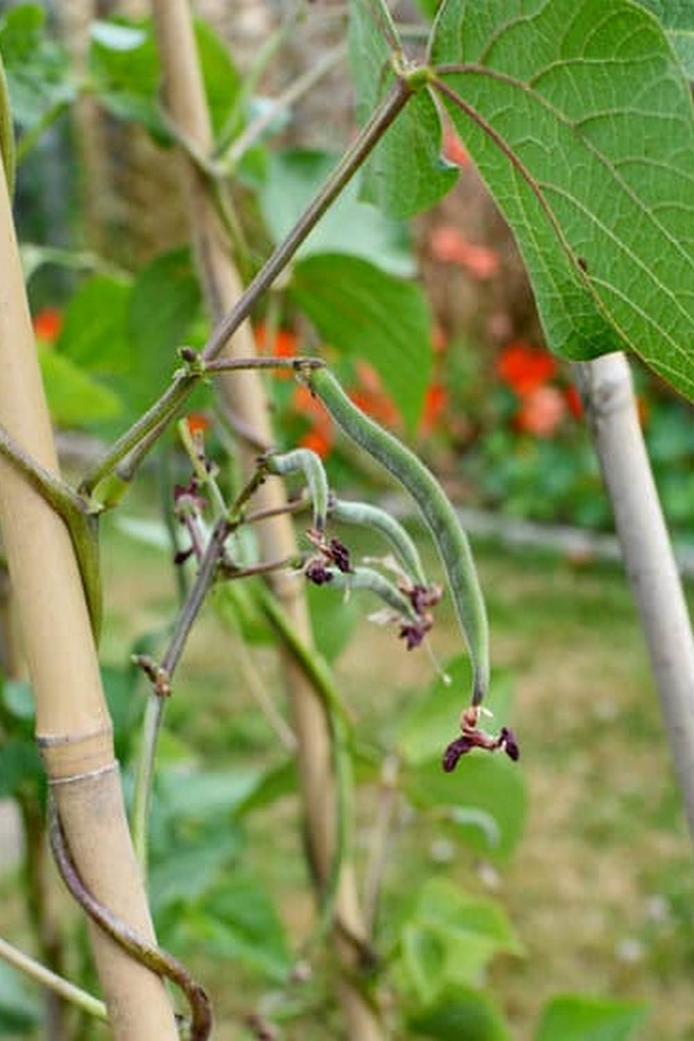 Fresh produce growing abundantly in well-tended garden beds