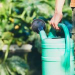 Discover comprehensive home vegetable gardening tips from NC Extension for successful gardening in North Carolina