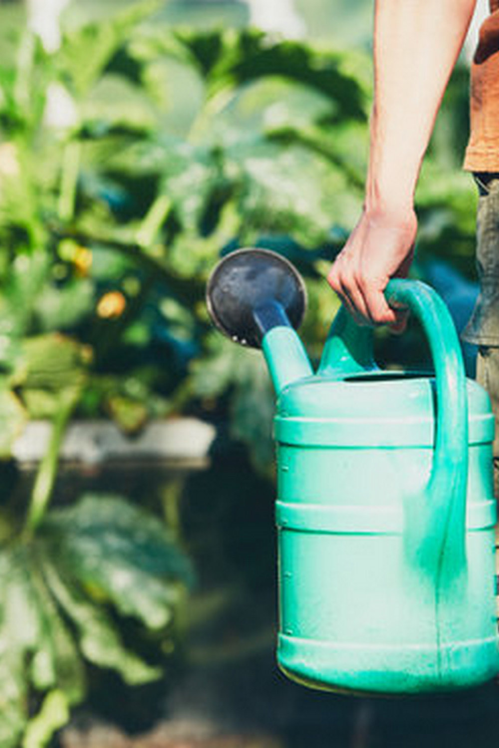 Discover comprehensive home vegetable gardening tips from NC Extension for successful gardening in North Carolina