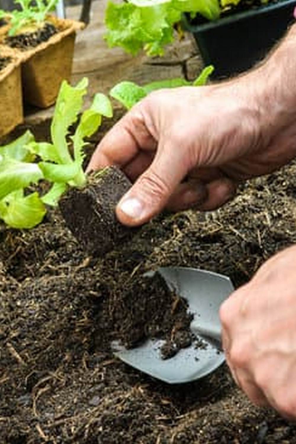 Explore printable pictures of vegetable gardens for inspiration and planning your own green space