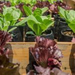 Ideal for growing vegetables in containers. Boosts growth and nutrition.