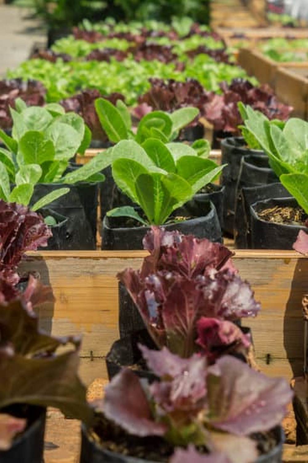 Ideal for growing vegetables in containers. Boosts growth and nutrition.