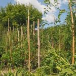 Fall vegetable gardening tips and best practices for Virginia climate