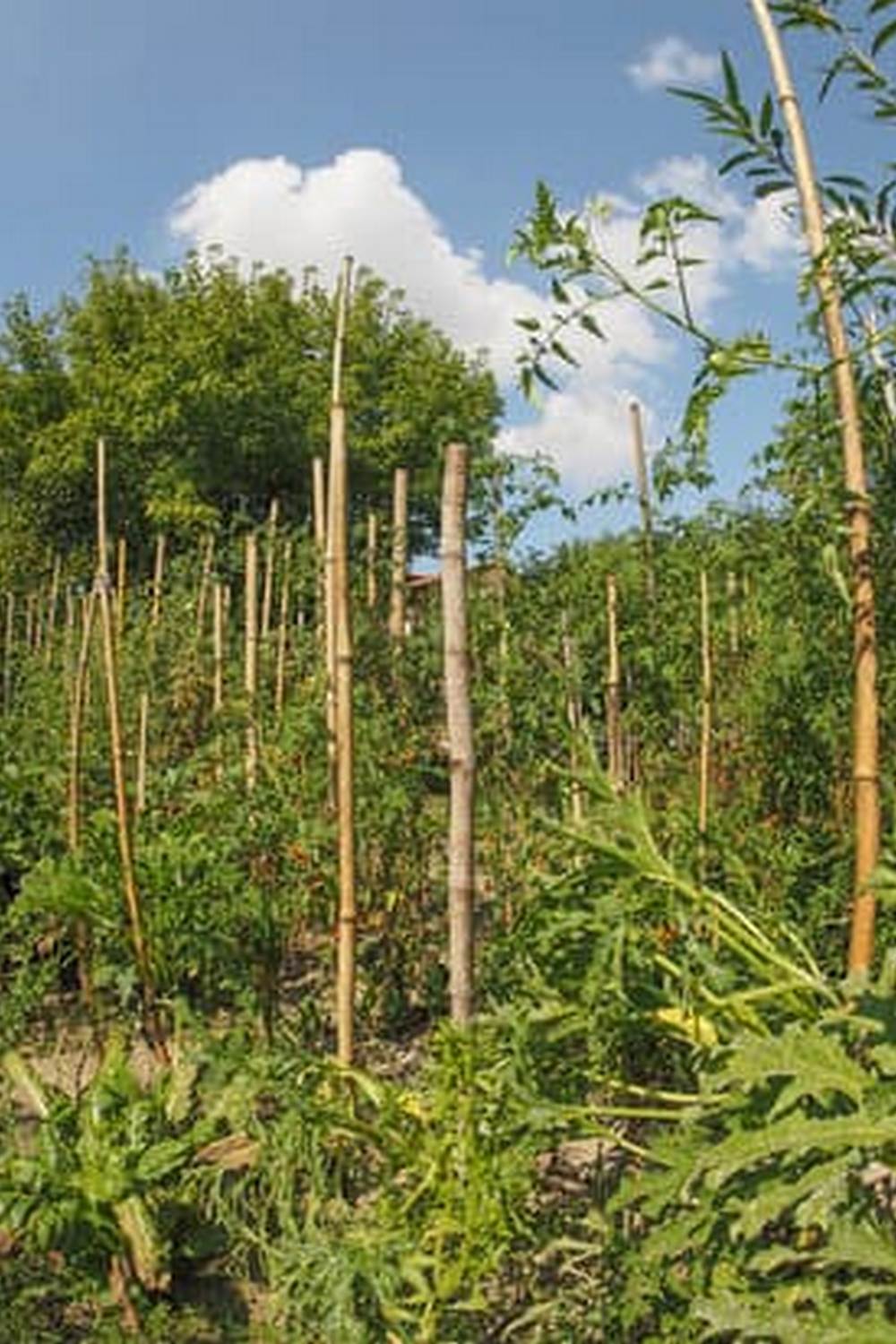 Fall vegetable gardening tips and best practices for Virginia climate