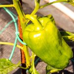 Stay updated on Washington County vegetable gardening news