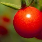 Grow fresh produce at home with our tips and tools