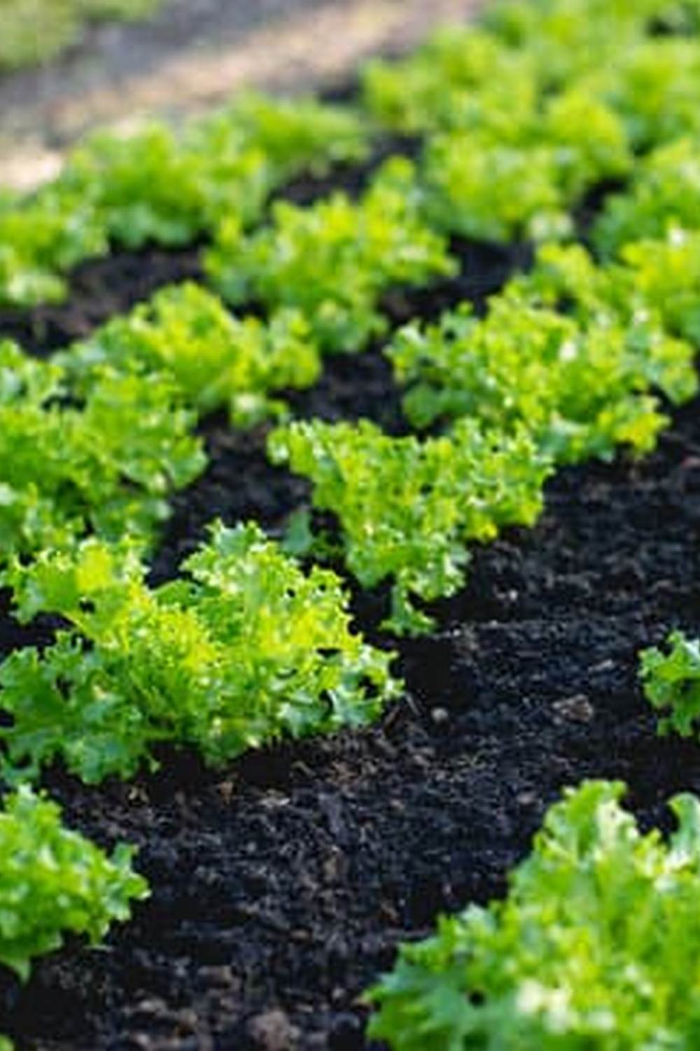 Enhance your gardening skills with the best vegetable gardening app - a must-have for green thumbs