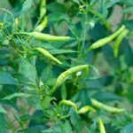 Tennessee Vegetable Gardening Calendar Plan planting dates with Tennessee Vegetable Gardening Calendar for optimal harvest