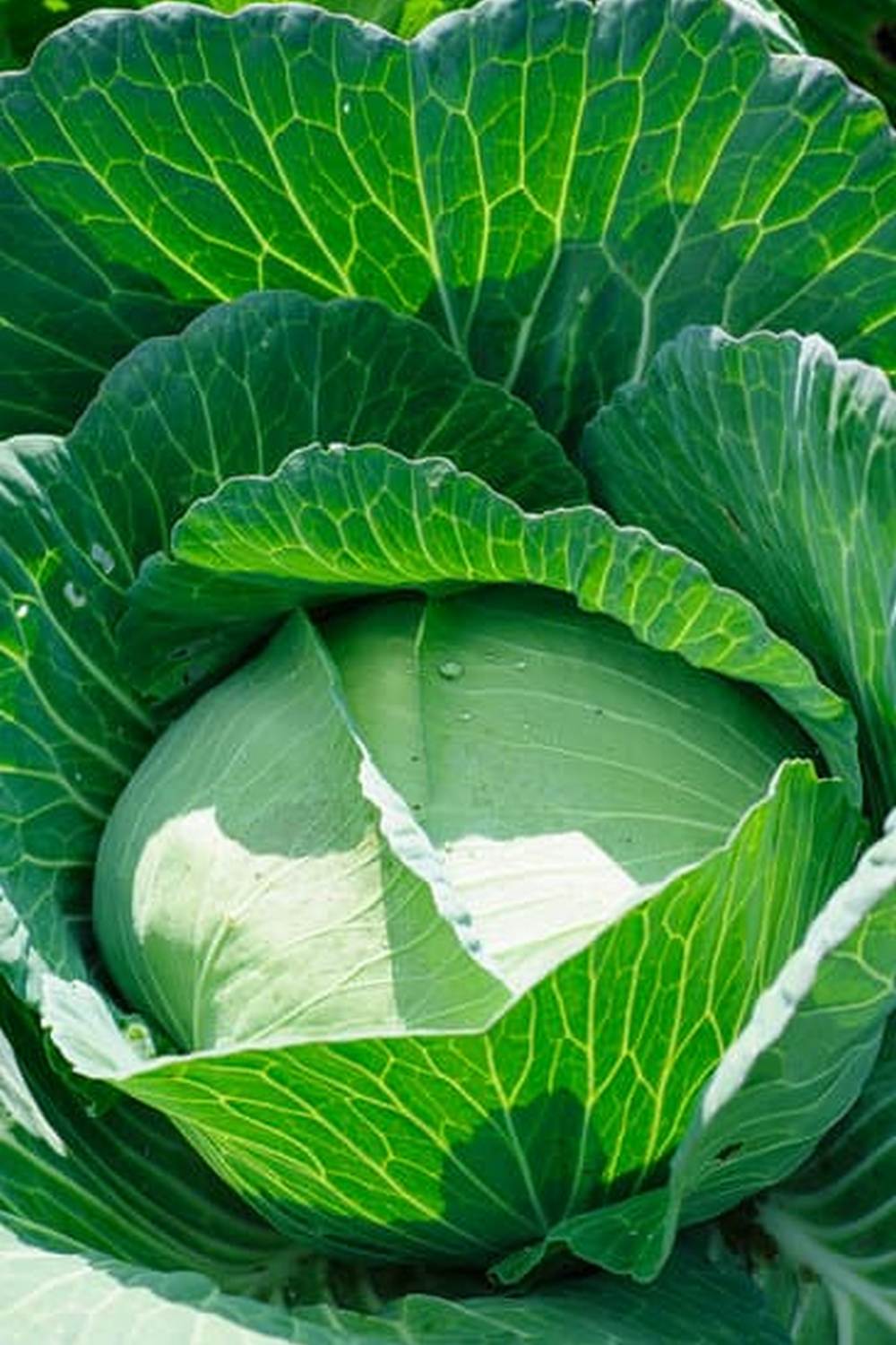 Protect your harvest by following guidelines for growing veggies safely