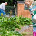 Master Gardener tips for maximizing small vegetable garden space