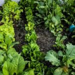 look for natural options like neem oil or pyrethrin sprays