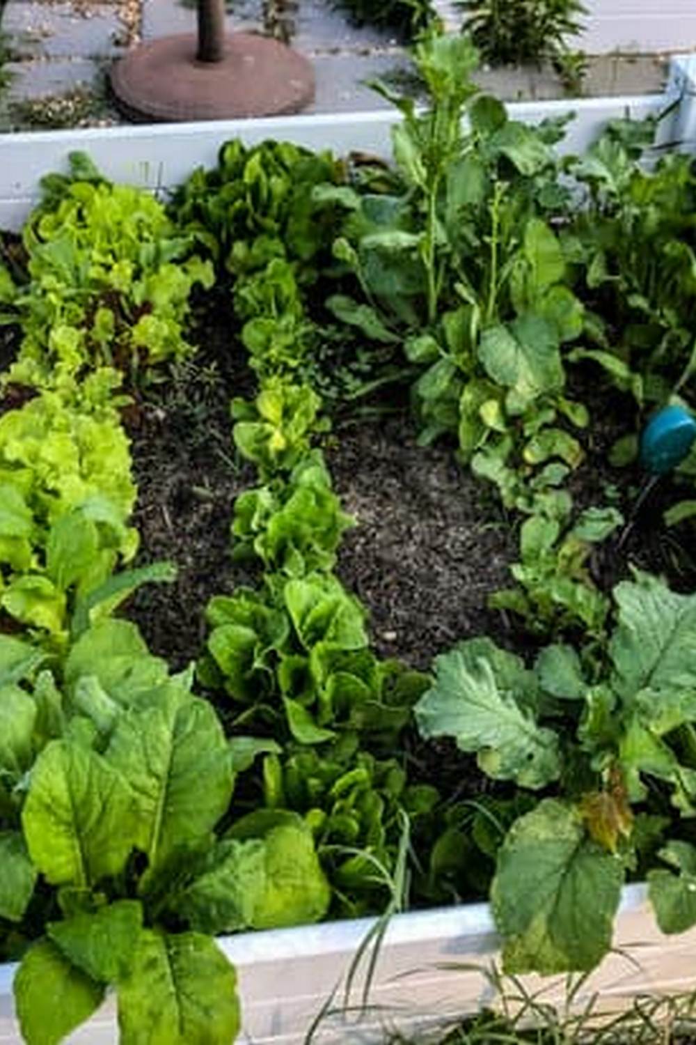 look for natural options like neem oil or pyrethrin sprays