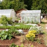 Best Fruits and Vegetables for Gardens