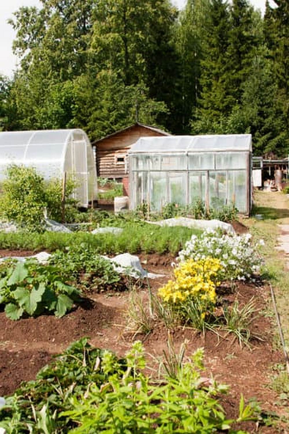 Best Fruits and Vegetables for Gardens