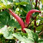 Flagstaff beginner's guide to vegetable gardening - essential tips for success in high-altitude gardening