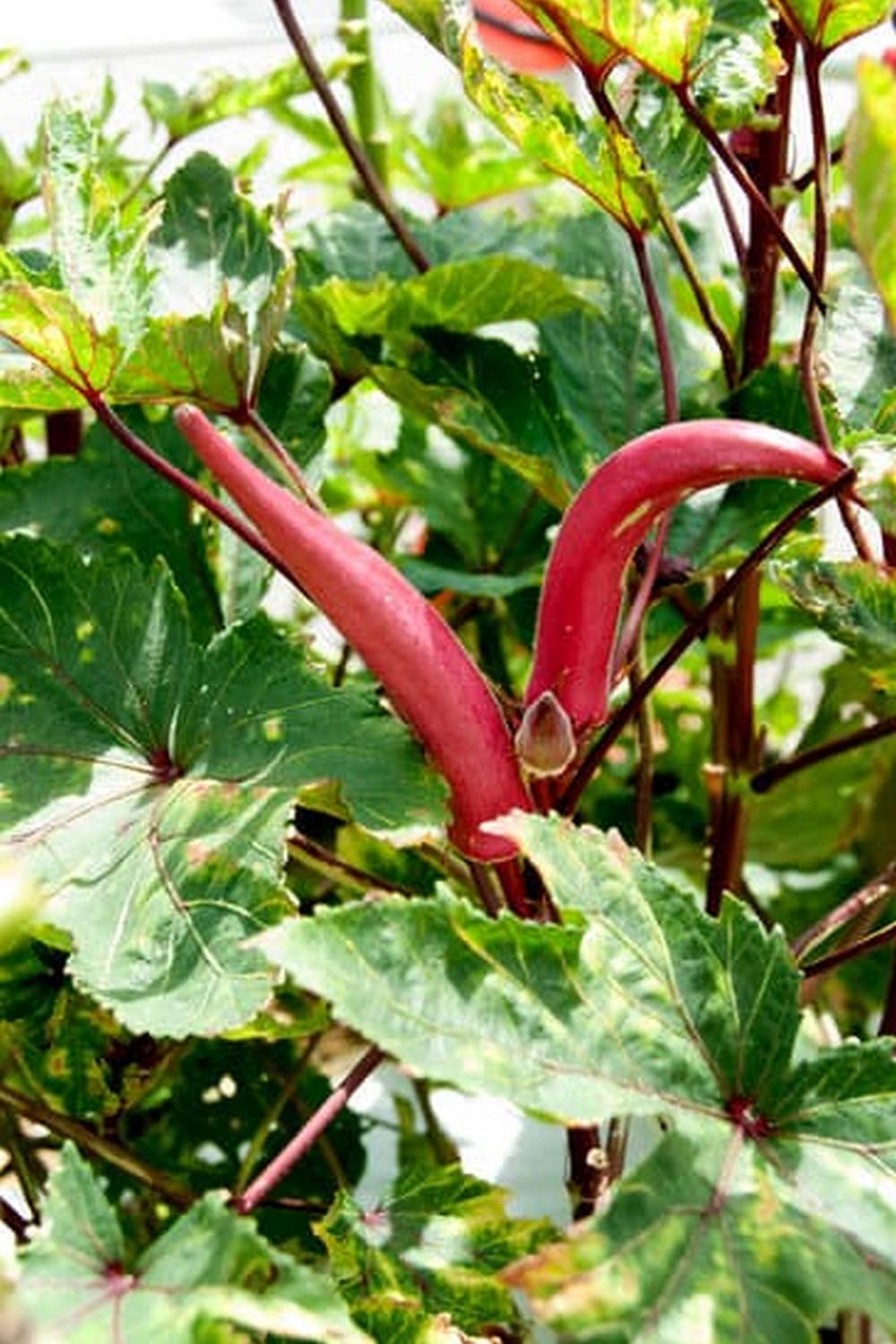 Flagstaff beginner's guide to vegetable gardening - essential tips for success in high-altitude gardening