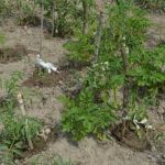 Incorporate wood ashes sparingly in vegetable gardens for optimal soil pH balance and nutrient absorption