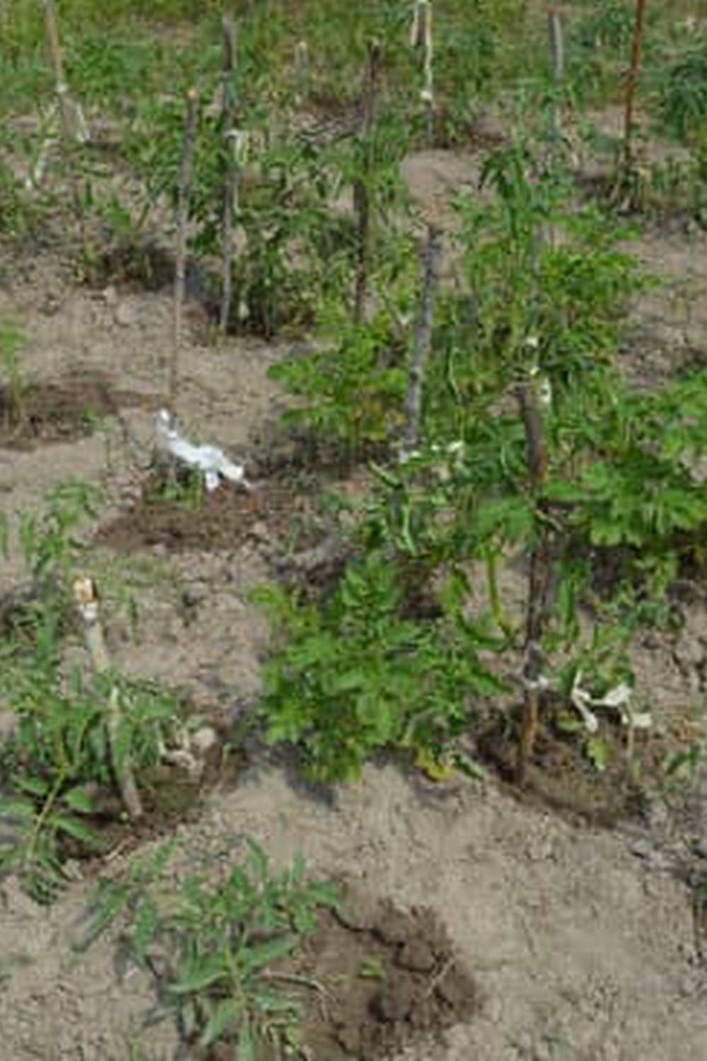 Incorporate wood ashes sparingly in vegetable gardens for optimal soil pH balance and nutrient absorption