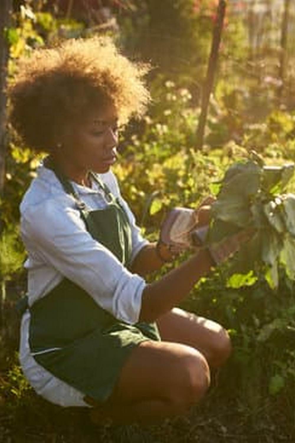 Most Popular Vegetable Among Americans is Tomatoes - Fun Facts for Green Thumbs